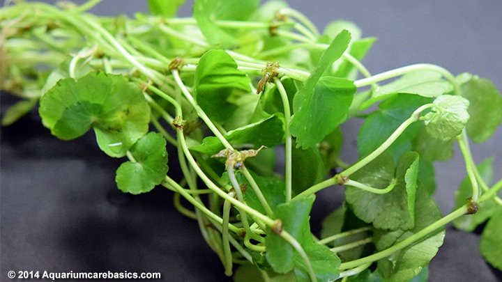 Tac dung chua benh it nguoi biet cua rau ma hinh anh