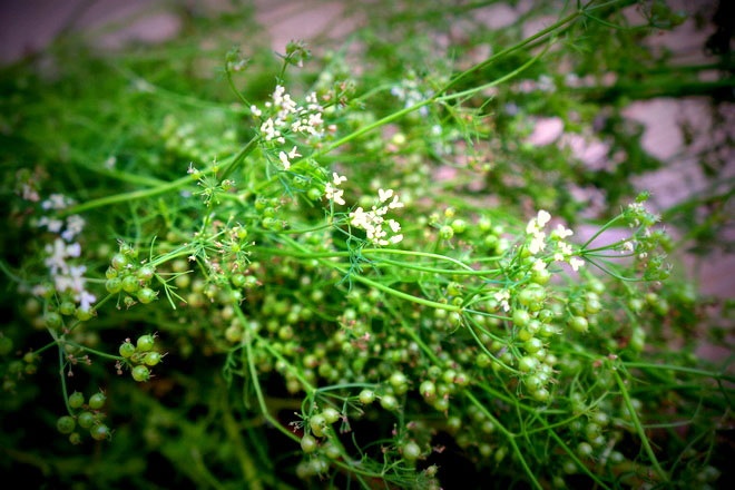 Cong dung cac loai la nen co trong noi nuoc tam tat nien hinh anh