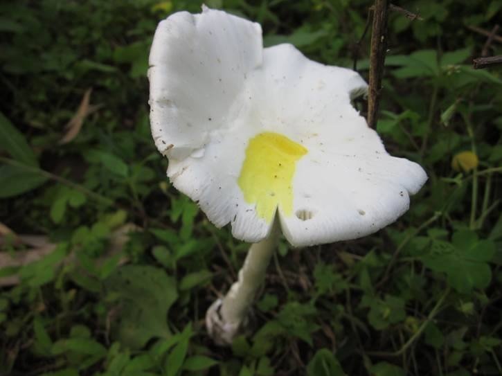 Sai lam khi nhan biet nam doc khien ban co the mat mang hinh anh