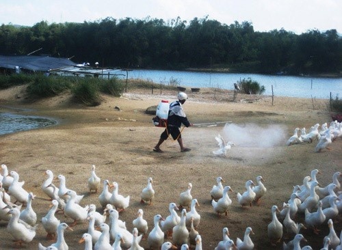 Cum A (H7N9) sat bien gioi Viet Nam, Bo Y te lo ngai hinh anh