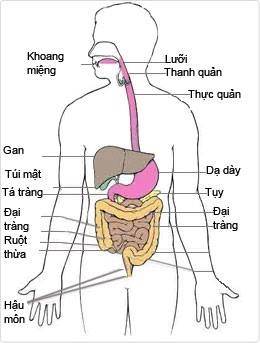 ăn quá nhanh ảnh 1 an qua nhanh anh 1
