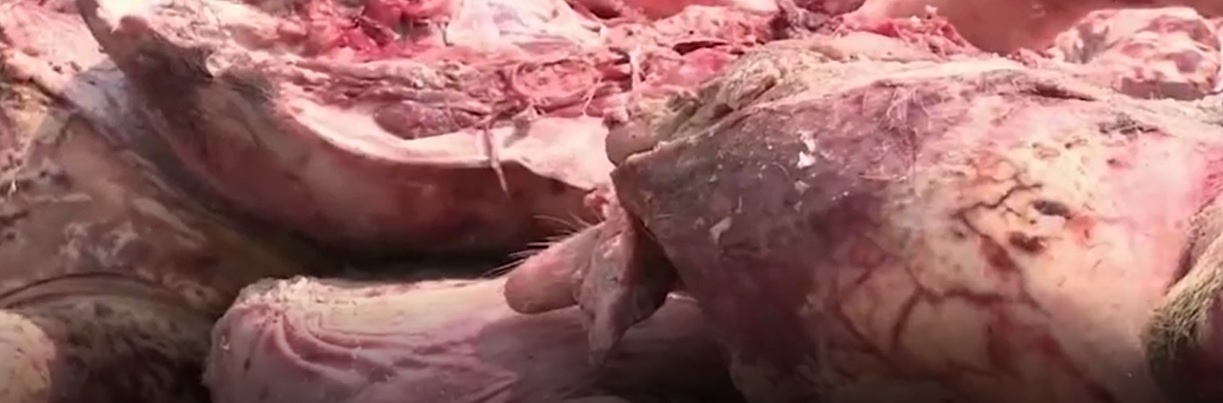 Ho bien thit lon chet thanh thit hun khoi hinh anh