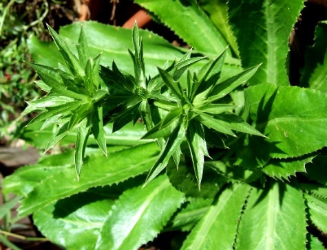 Tac dung chua benh it biet cua 3 loai rau thom quen thuoc hinh anh