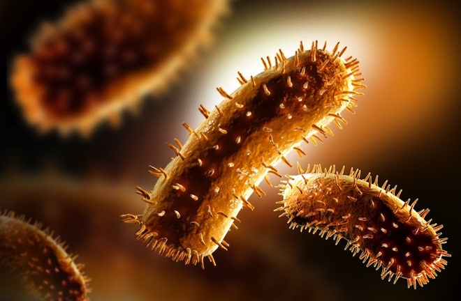 su that ve thit meo anh 4