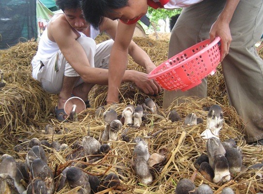 Ngo doc nam gay chet nguoi duoc phan biet nhu the nao? hinh anh