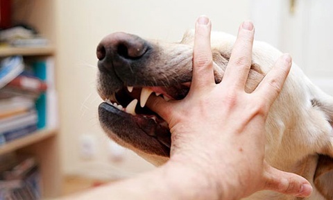 Nu bac si thu y tu vong vi benh dai sau gan 2 thang bi cho can hinh anh