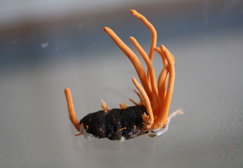 Dong trung ha thao nuoi co quy nhu loai tu nhien? hinh anh