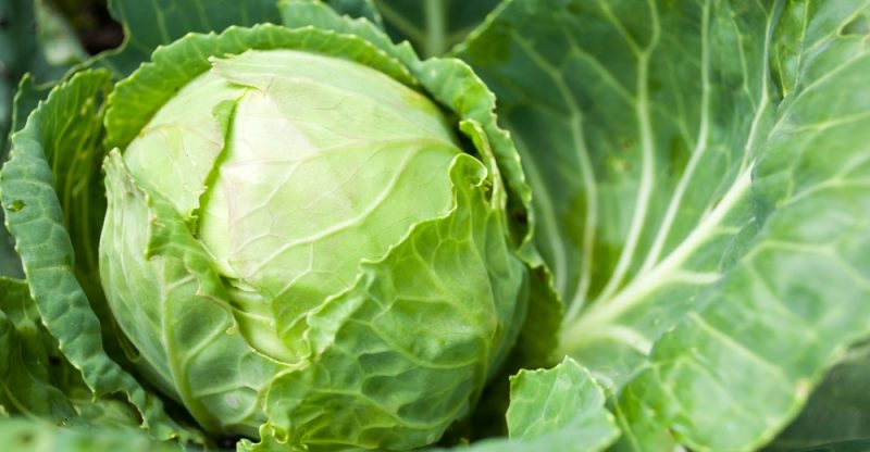 An rau cu sai cach tre co the mat mang anh 1