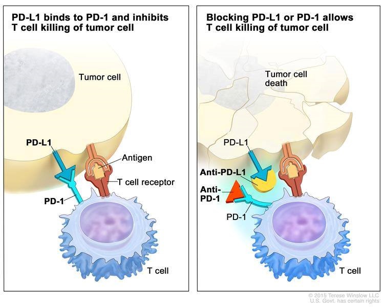 Biện pháp trị ung thư được giải Nobel  ảnh 1 Bien phap tri ung thu duoc giai Nobel anh 1