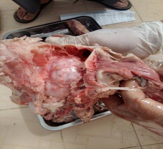 ổ bệnh sán dây lợn ảnh 1 o benh san day lon anh 1