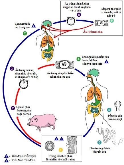 xet nghiem san lon anh 2