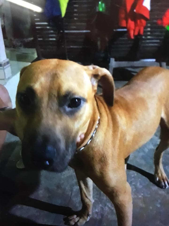 be trai 7 tuoi tu vong do cho can anh 1