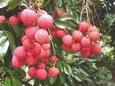 an vai the nao anh 1