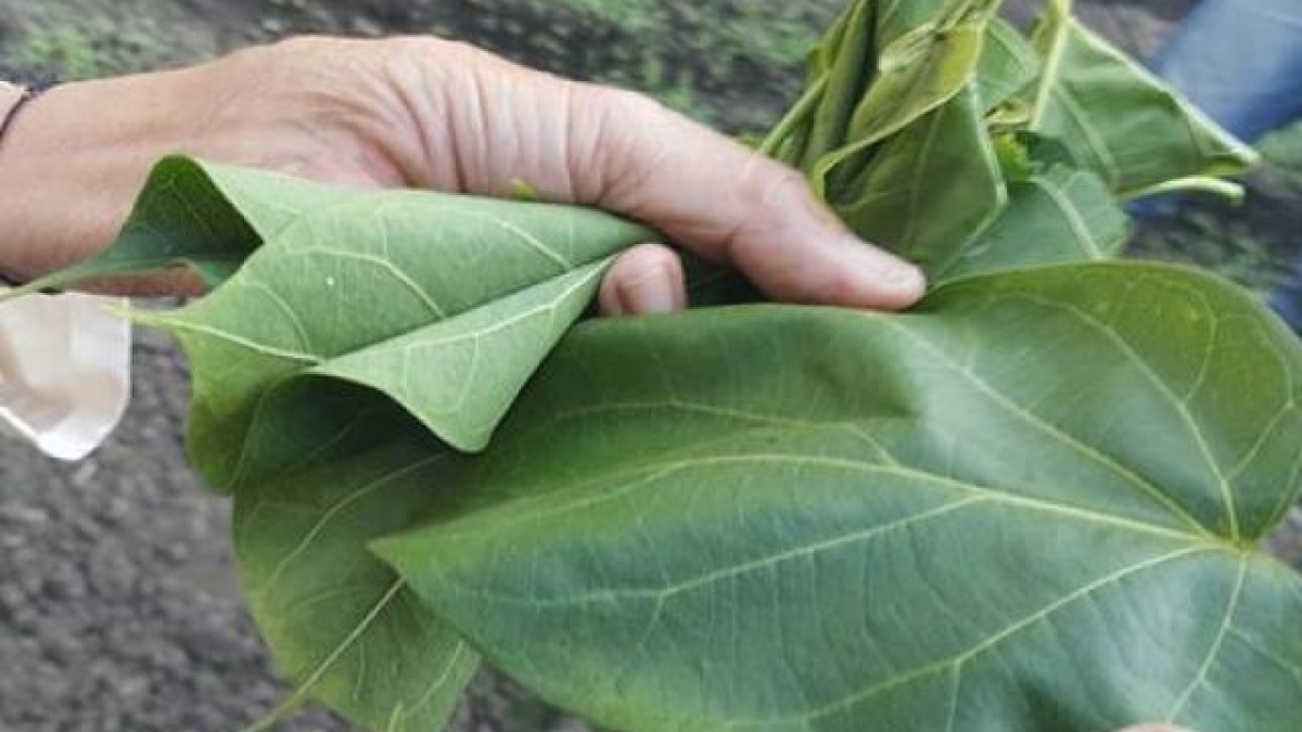 la ngon giet nguoi anh 3