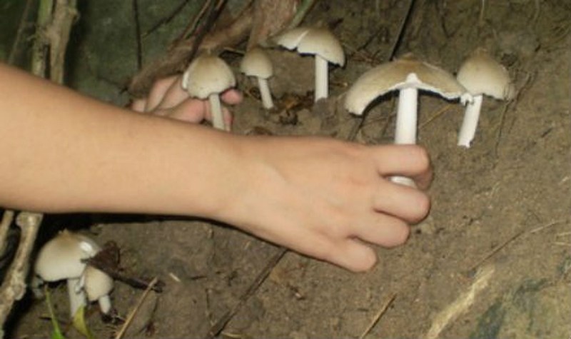 Cach 4 loai nam doc gay chet nguoi o nuoc ta hinh anh