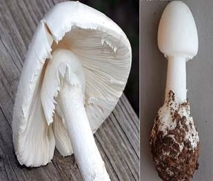 loai nam doc thuong gap o Viet Nam anh 1