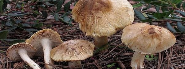 loai nam doc thuong gap o Viet Nam anh 2