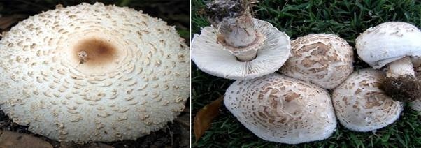 loai nam doc thuong gap o Viet Nam anh 3