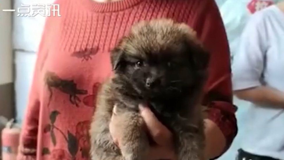 Nhieu thu cung dat qua mang chet trong hop bi an o Trung Quoc hinh anh