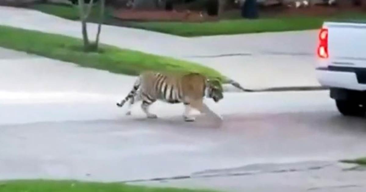 nuoi ho o texas anh 1