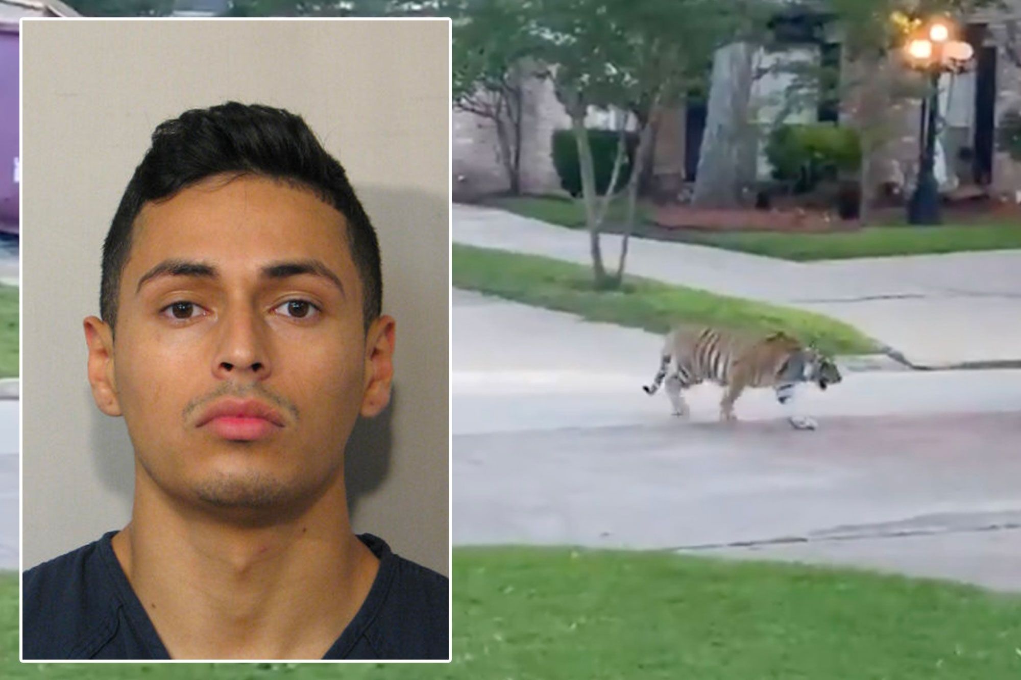 Nghi pham giet nguoi bo tron cung con ho Bengal hinh anh