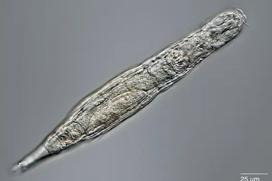 Phat hien sinh vat hoi sinh sau 24.000 nam bi dong bang hinh anh