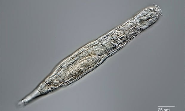 hoi sinh sau khi dong bang anh 1