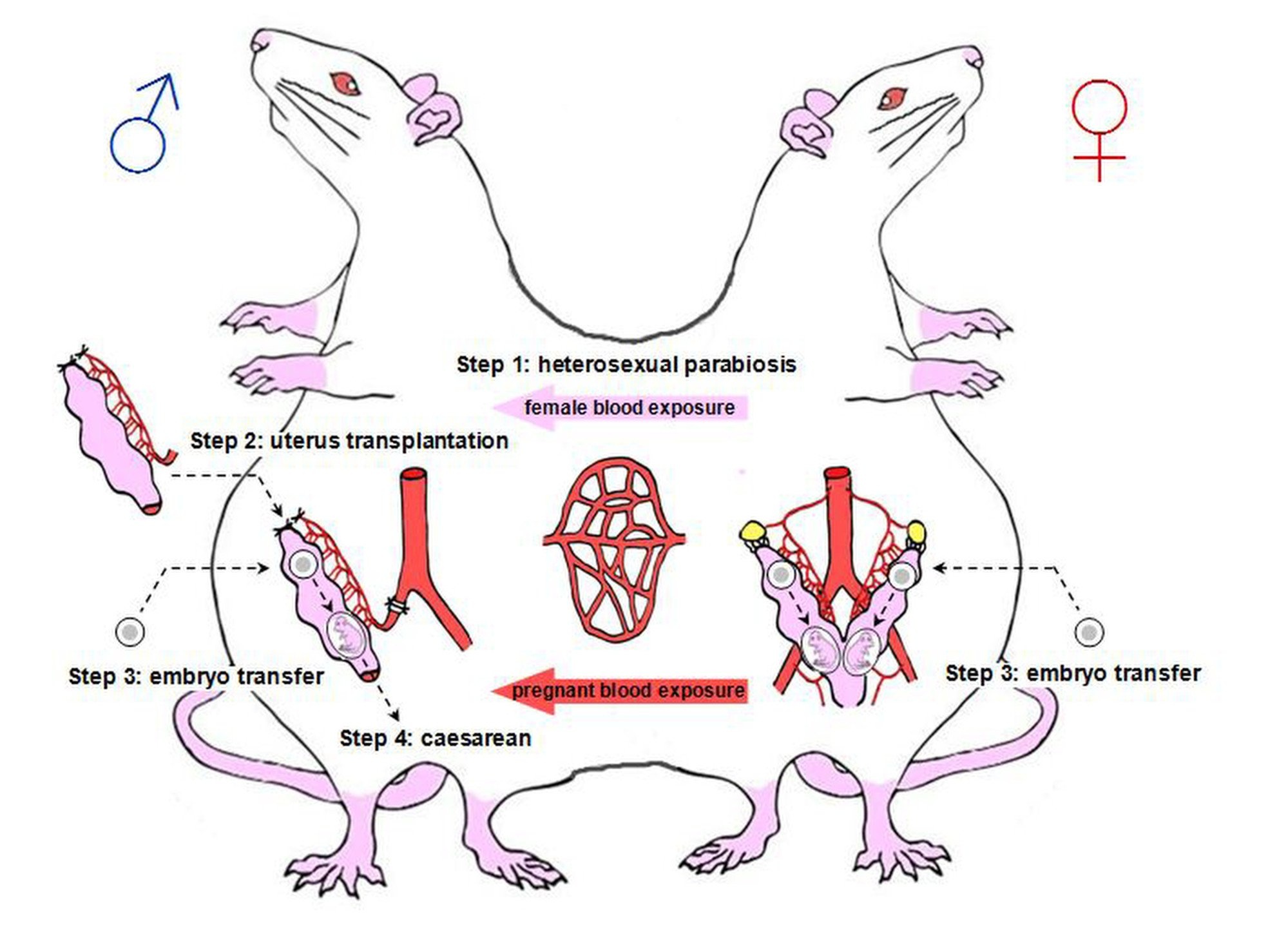 chuot duc mang thai anh 1