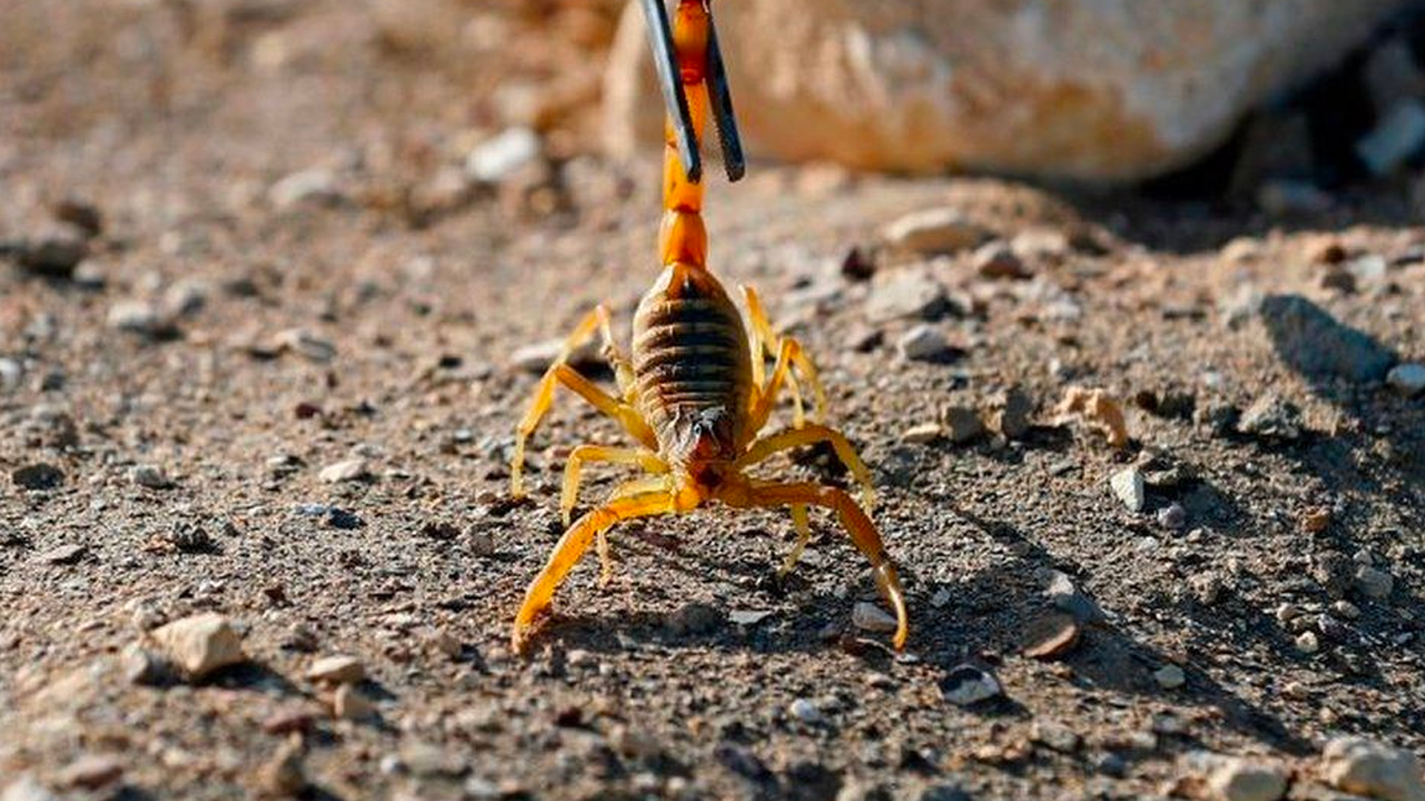 Bo cap can khien 3 nguoi chet, 450 nan nhan bi thuong o Ai Cap hinh anh