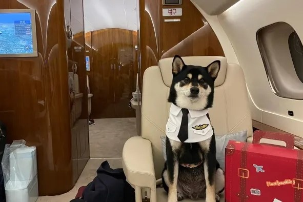 Gioi nha giau Hong Kong thue may bay rieng dua thu cung ra nuoc ngoai hinh anh