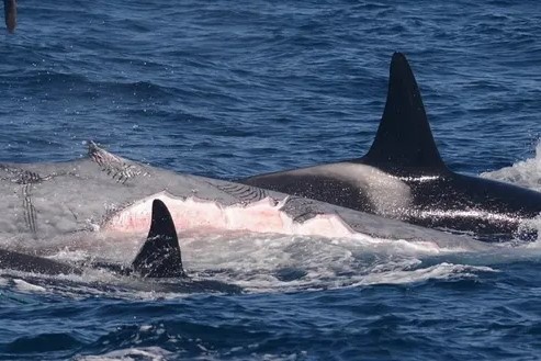 Dan ca voi sat thu can xe va an thit ca voi xanh hinh anh