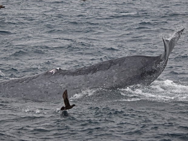 ca voi sat thu anh 1