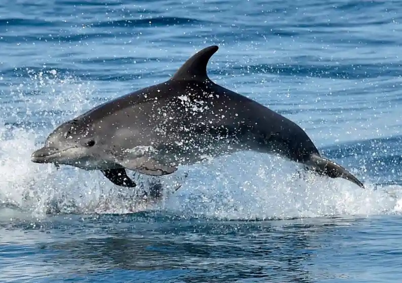 Hai quan My: Nga dieu ca heo bao ve can cu bien Den hinh anh
