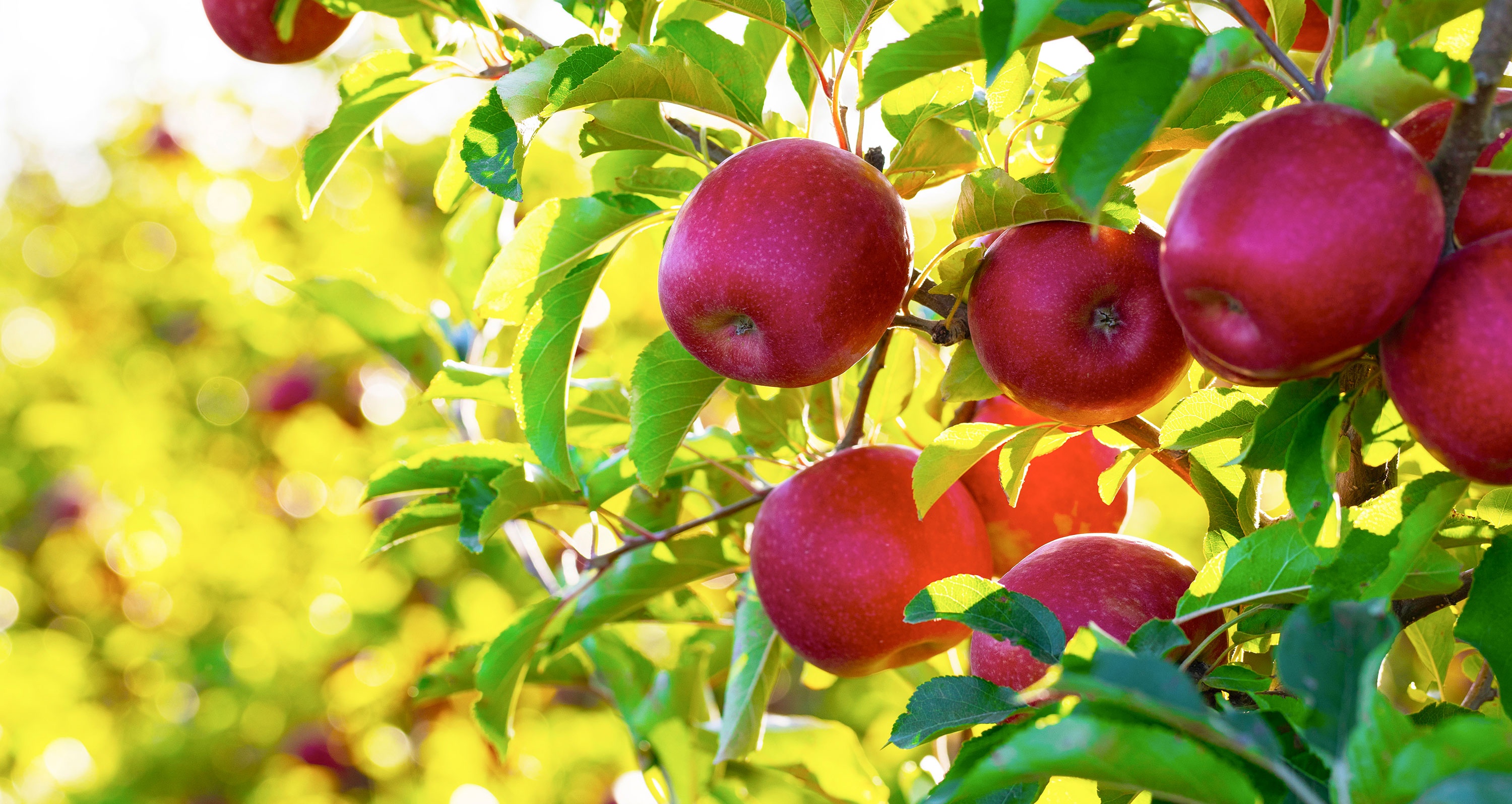 trai cay new zealand anh 1