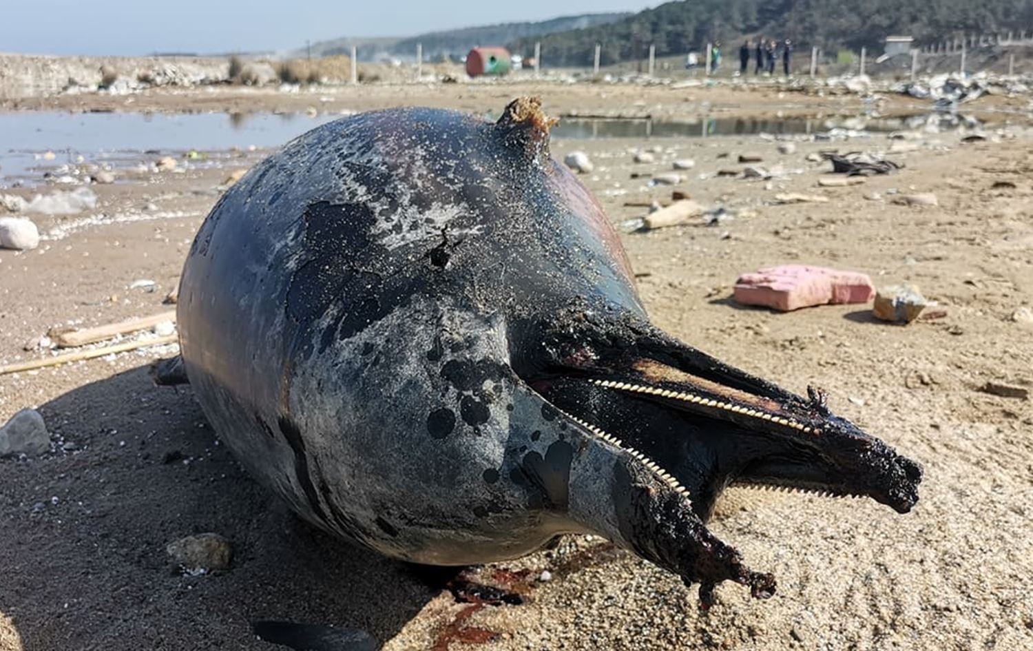 Nhung 'nan nhan' bi bo quen trong xung dot o Ukraine hinh anh