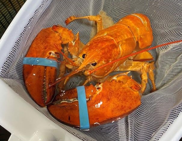 Tom hum thoat khoi ban an nho mau sac sieu hiem hinh anh