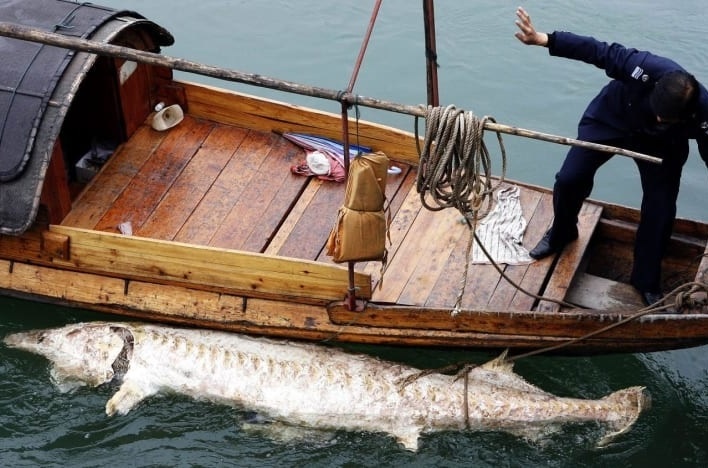 Ca tam thia Trung Quoc va ca tam song Truong Giang da tuyet chung hinh anh