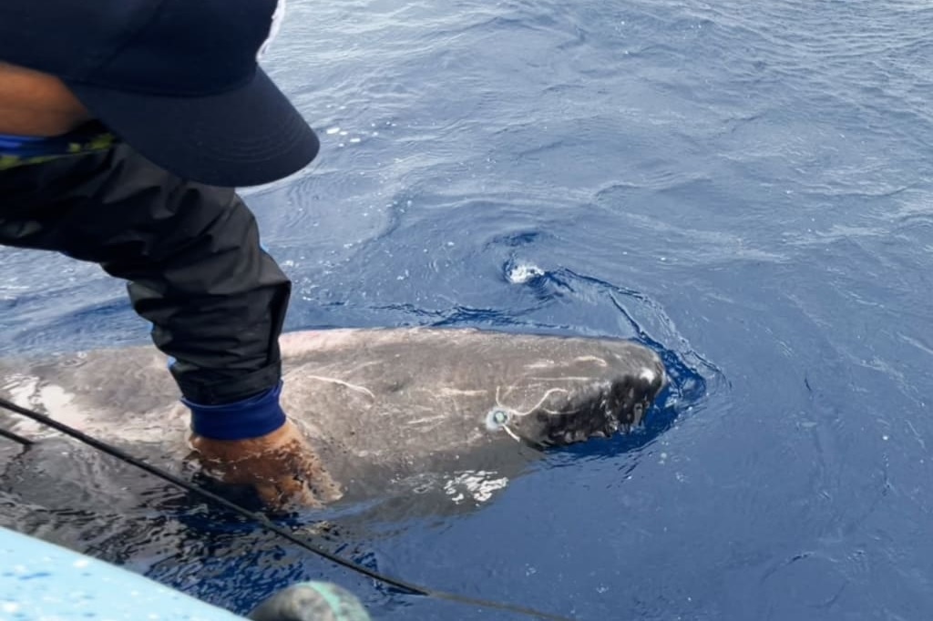 Ca map Greenland gay bat ngo khi xuat hien o bien Caribbean hinh anh