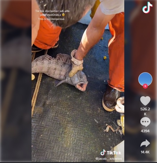 ca soi dai tay duong anh 1