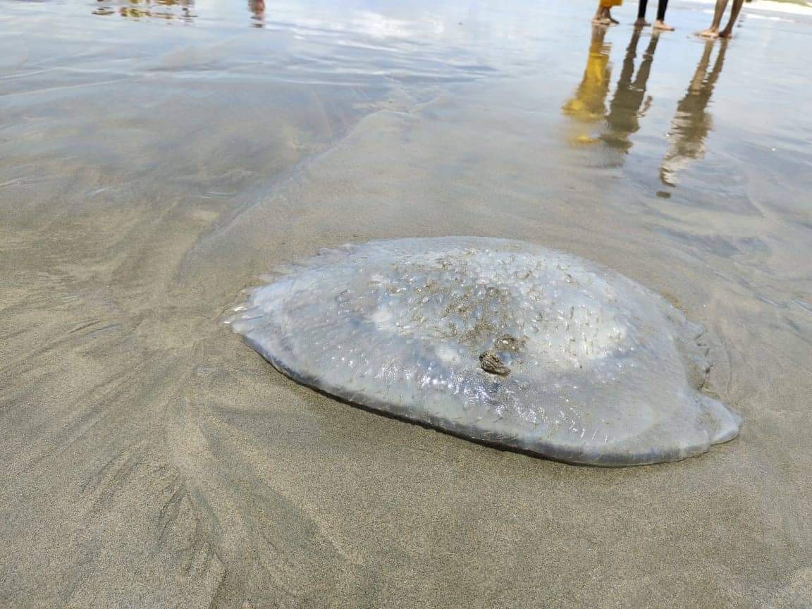 Xac hang tram con sua khong lo dat vao bo bien Bangladesh hinh anh