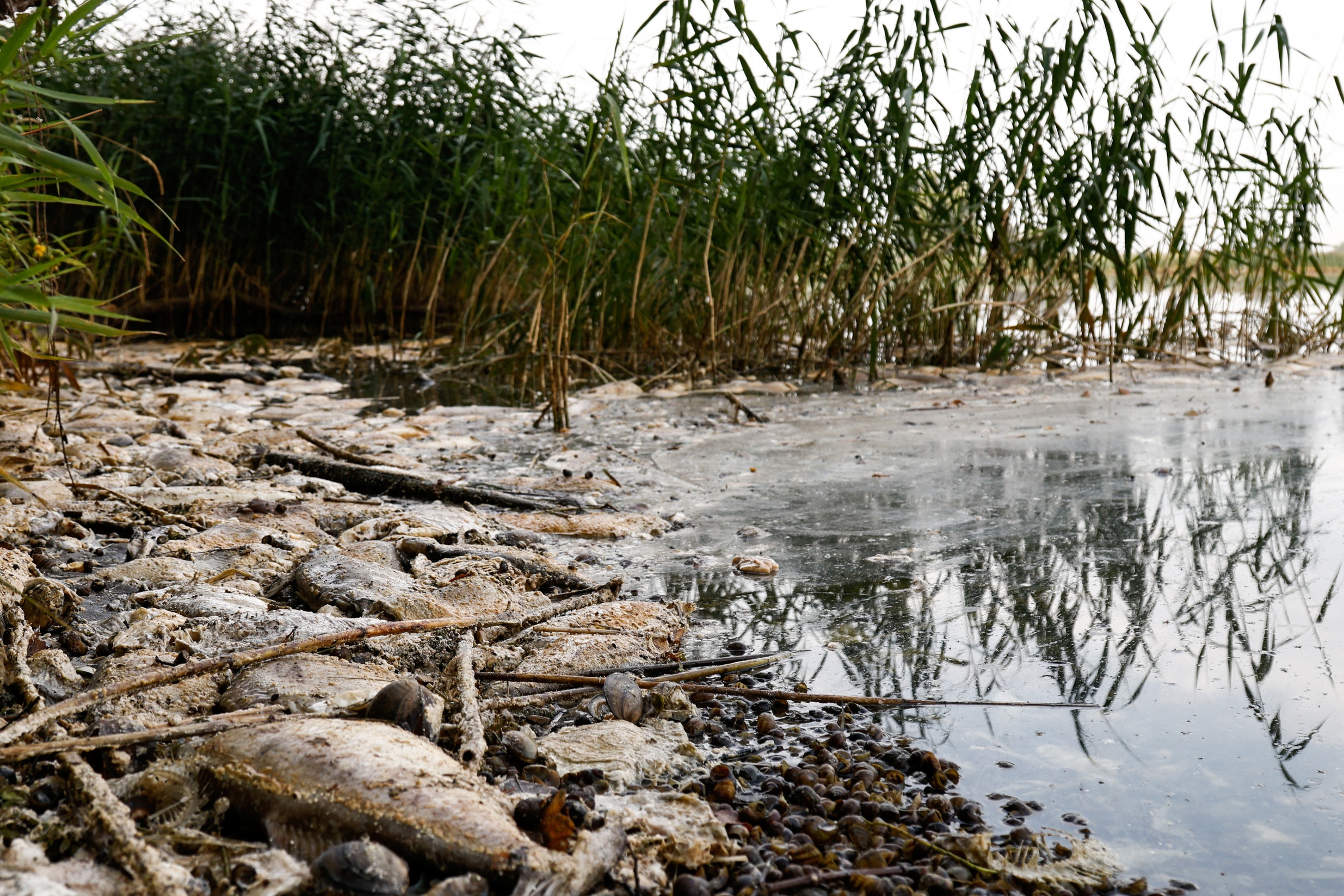 ca chet song oder anh 5