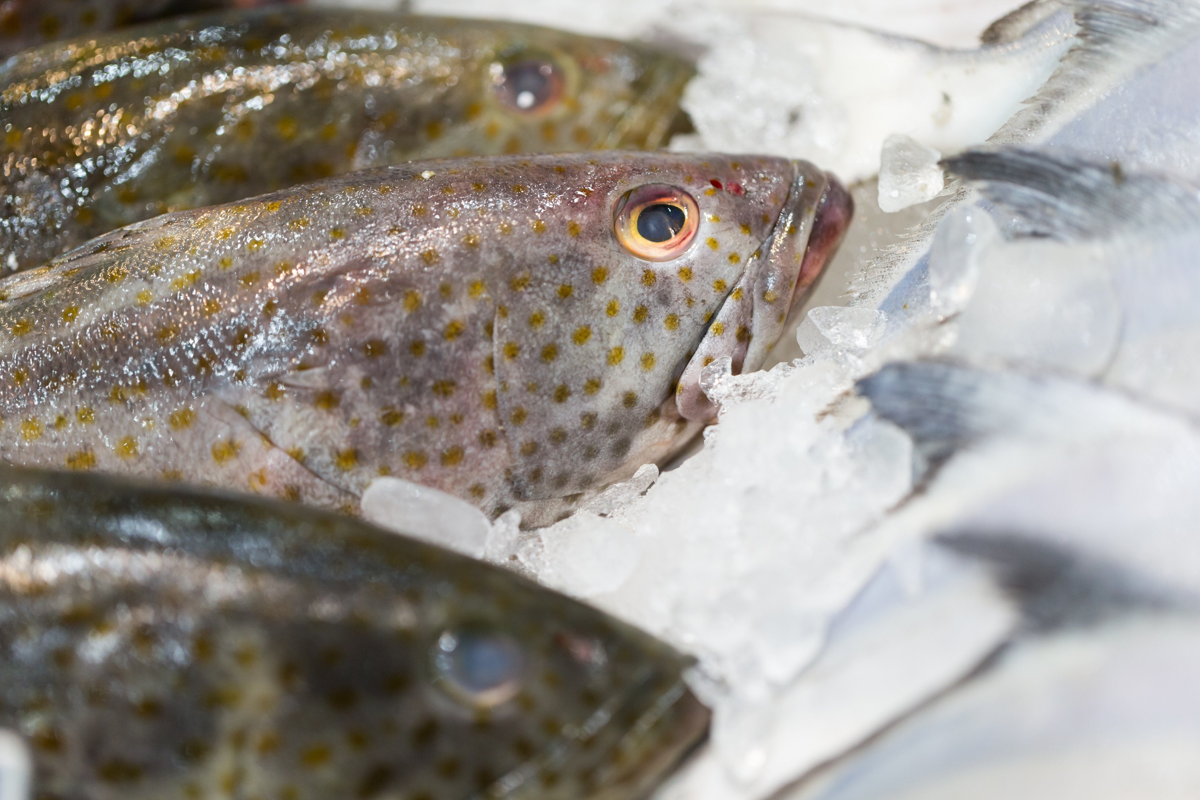 Buoi va ca mu Dai Loan bi trung phat hinh anh