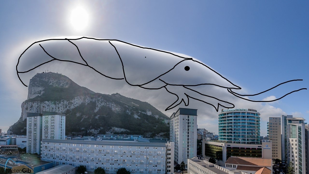 mây levanter ảnh 4 may levanter anh 4