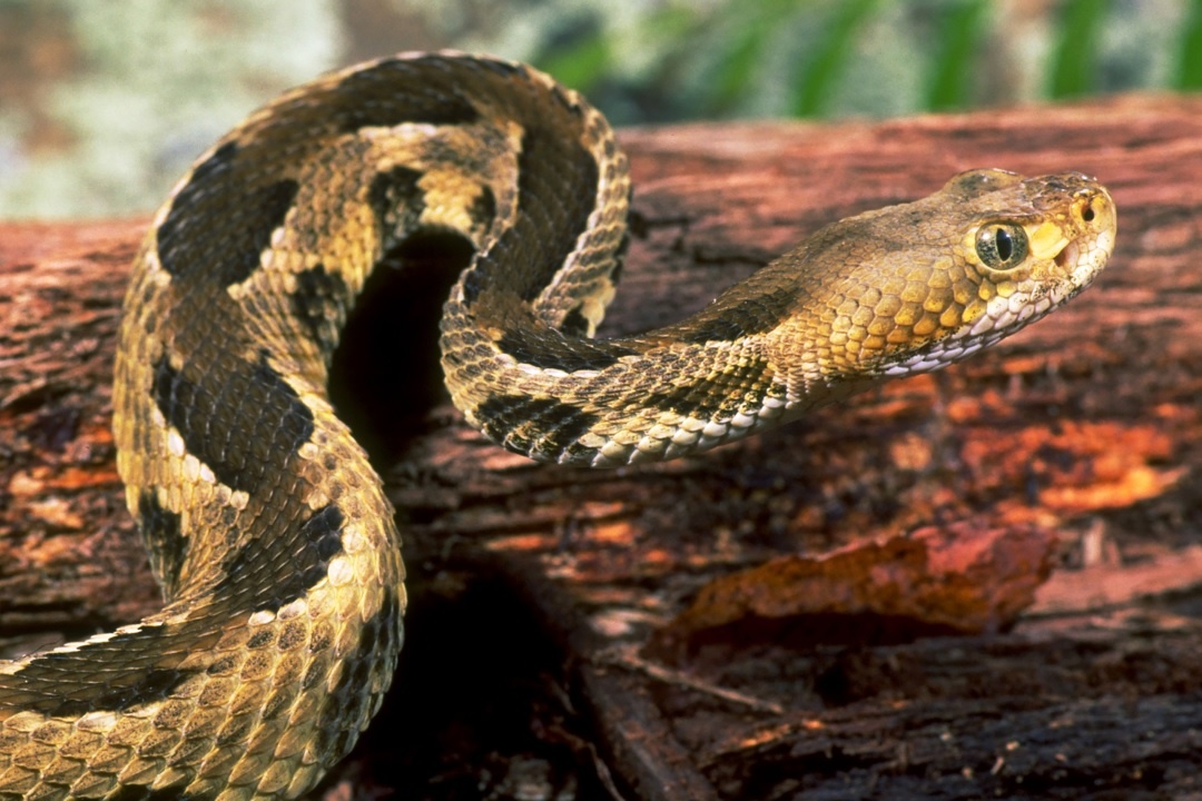 Nhieu khu o Phnom Penh mat dien vi mot con ran hinh anh