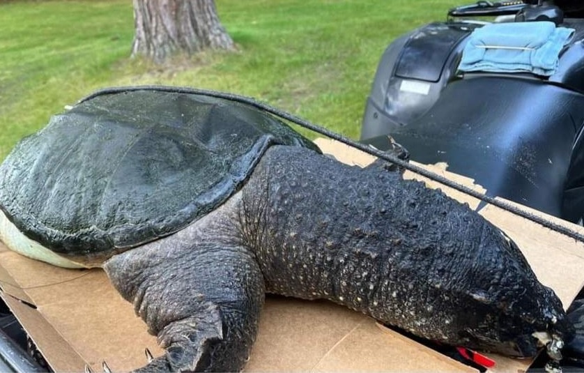 Xac rua khong lo dat vao bai cat o My hinh anh