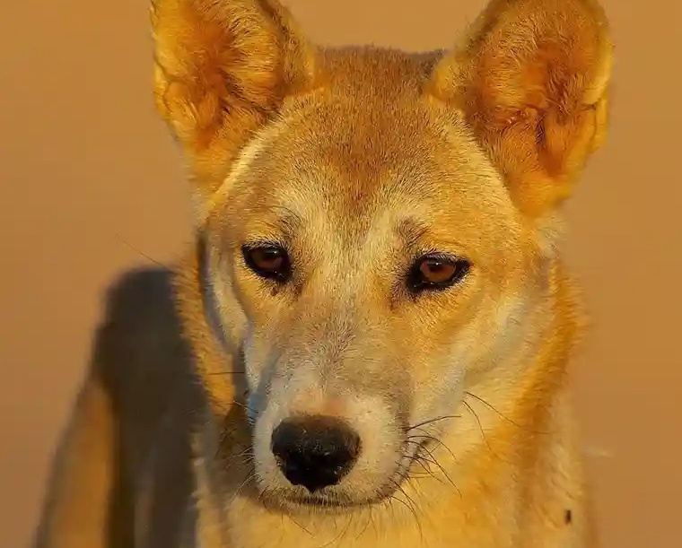 Be gai bi cho dingo dim xuong nuoc hinh anh