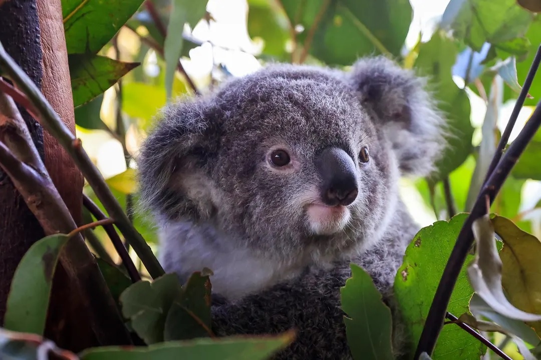 Chan xe de cho gau Koala qua duong cao toc hinh anh