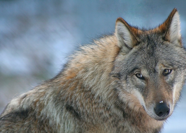 Cuoc tan sat 54 con soi thoi bung tranh cai tai Thuy Dien hinh anh