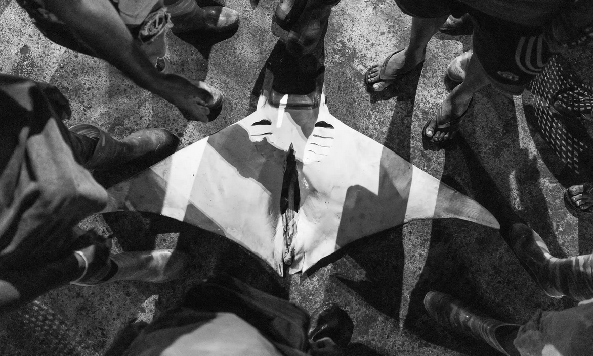 Ngu dan Sri Lanka bat ca duoi quy chi de lay mang, ban sang Trung Quoc hinh anh