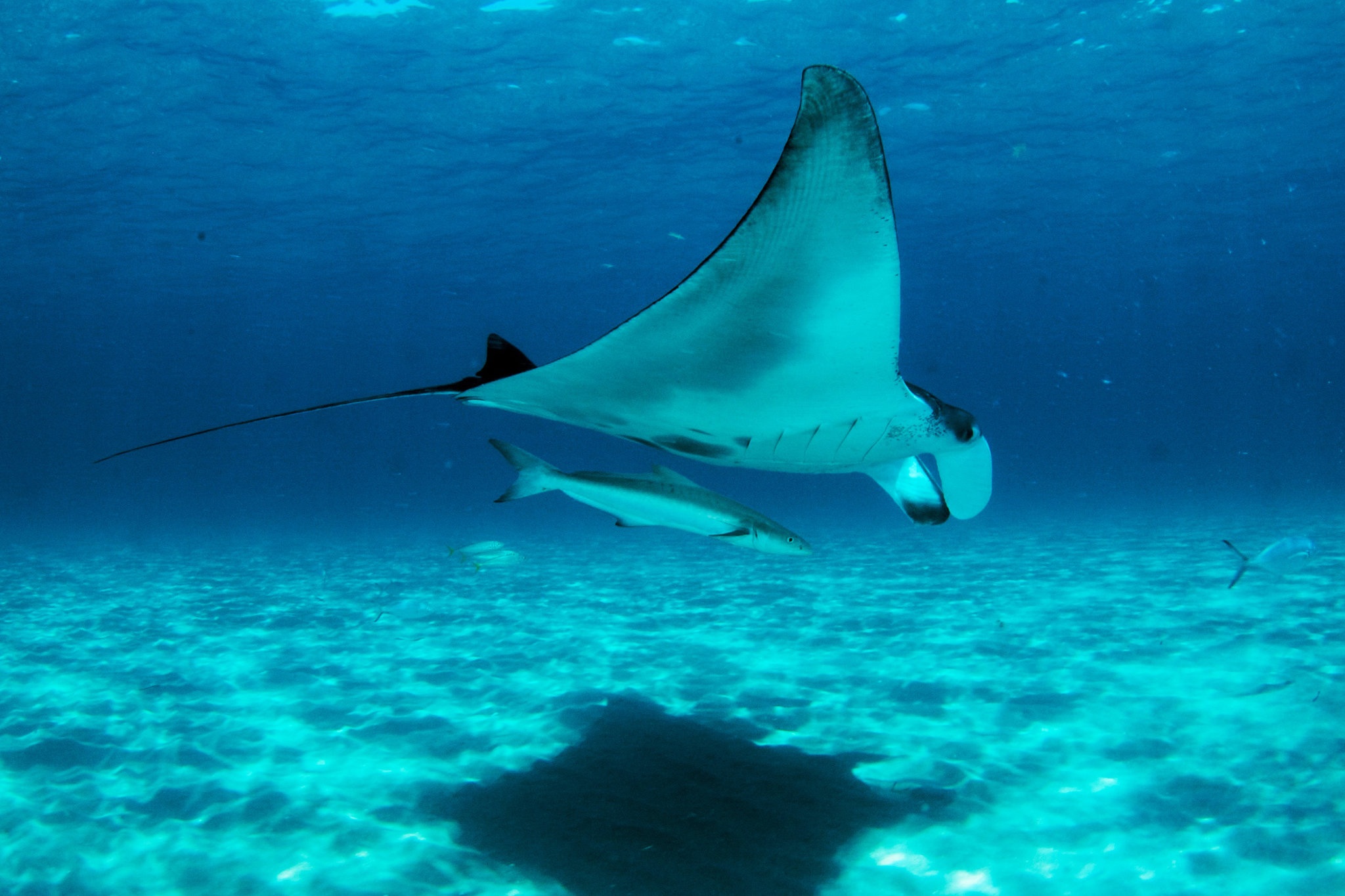 mang ca duoi kho anh 1